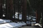 As primeiras sequoias quando se chega na parte alta do Sequoia National Park, na Califórnia - EUA